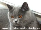 britsskká modrá kočka - Chita
