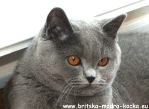 Britská modrá kočka - Chita
