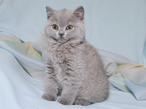 britská modrá kočka - Cathy