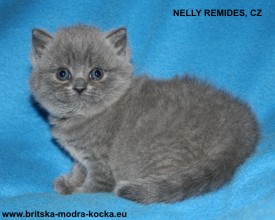 britská modrá kočka - nelly cathy