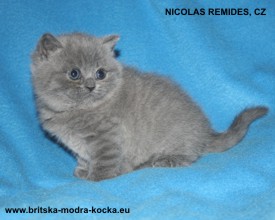 britský modrý kocour - nicolas